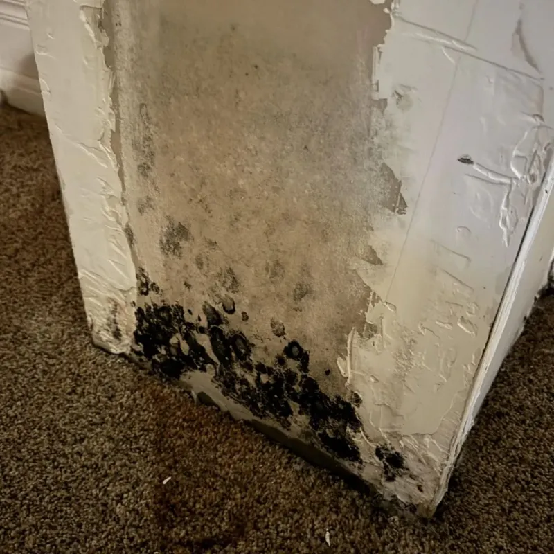 Professional Mold Removal in Lincolnton, NC